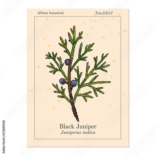 Black juniper Juniperus indica , evergreen medicinal plant