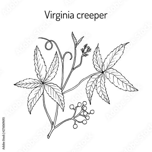 Virginia creeper indigofera tinctoria , or five-leaved ivy, five-finger, ornamental and medicinal plant