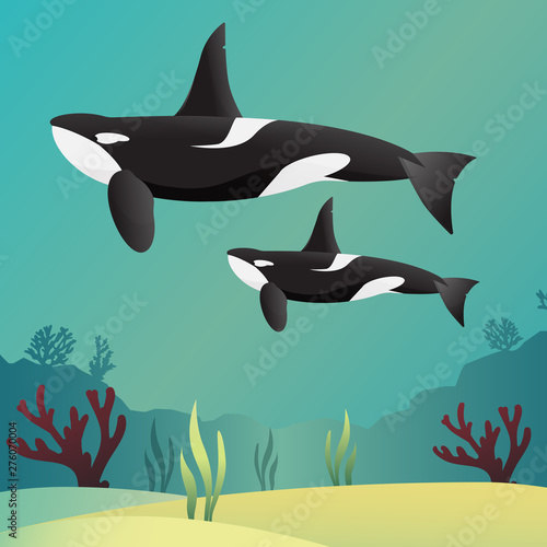 Killer whale Orca