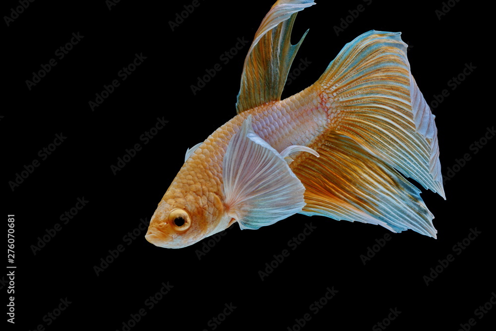 Beautiful style of betta fish, Siamese fighting fish, betta splendens (Halfmoon betta), isolated on a black background. Beautiful style of betta fish, Siamese fighting fish, betta splendens (Halfmoon betta), isolated on a black background.