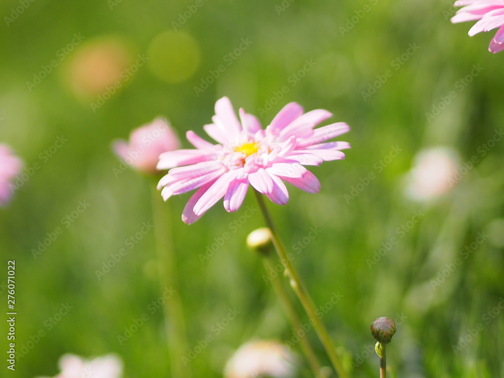 Pink Flower The petals are colored to see the yellow pollen name Gerbera jamesonii ,Compositae,Gerbera,Barberto Daisy, Transvaal Daisy on blurred of nature background Pink Flower The petals are colored to see the yellow pollen name Gerbera jamesonii ,Compositae,Gerbera,Barberto Daisy, Transvaal Daisy on blurred of nature background