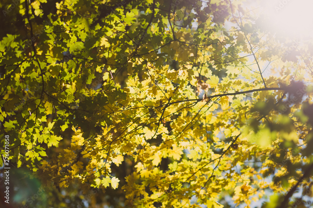 Autumn forest. Sun lights through green and yellow leaves. Fall nature background.