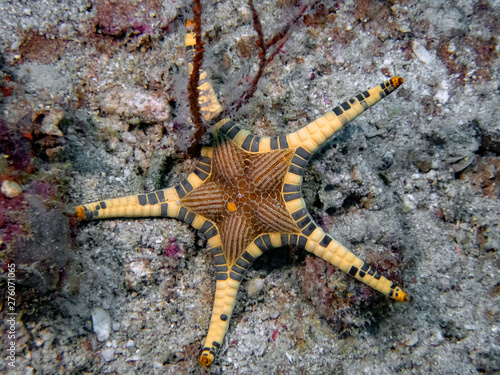 A Double Sea Star (Iconaster longimanus) photo