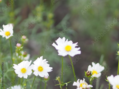 white flower The petals are white, yellow stamens on blurred of nature background