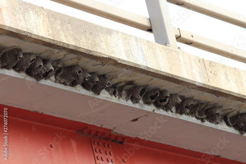 Cliff swallow nests made of mud sheltered under a bridge overhang