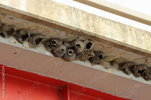 Cliff swallow nests made of mud sheltered under a bridge overhang