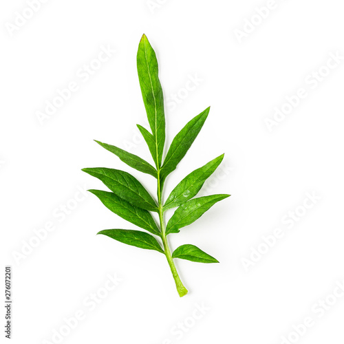 Fototapeta Naklejka Na Ścianę i Meble -  Knapweed centaurea green leaf