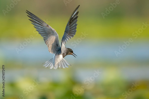 Black tern captured in flight with it's wings open with blured background. The bird holds position and it's beak is open. © Adi