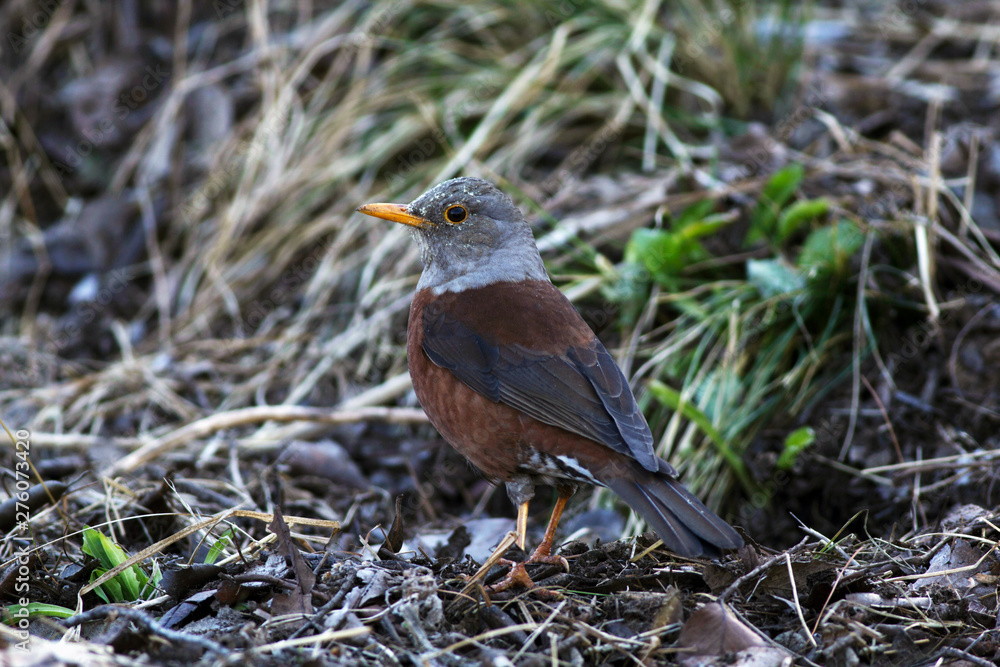 Chestnut thrush, Turdus rubrocanus, Sattal, Uttarakhand Chestnut thrush, Turdus rubrocanus, Sattal, Uttarakhand