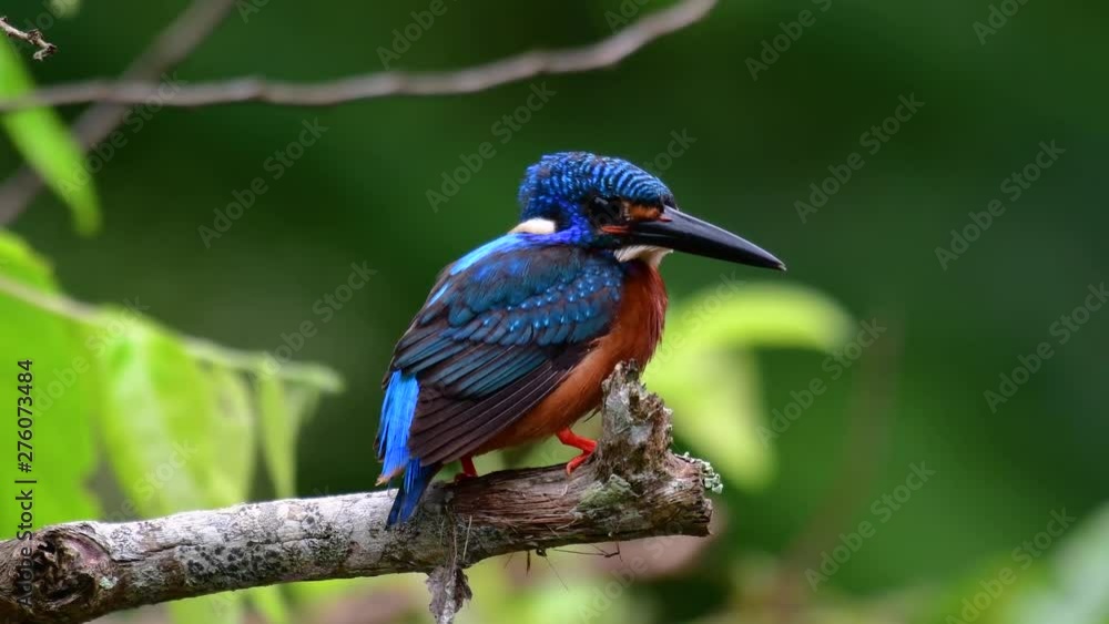 The Blue-eared Kingfisher is a small Kingfisher found in Thailand and it is wanted by bird photographers because of its lovely blue ears as it is a small, cute and fluffy blue-feather-ball of a bird. The Blue-eared Kingfisher is a small Kingfisher found in Thailand and it is wanted by bird photographers because of its lovely blue ears as it is a small, cute and fluffy blue-feather-ball of a bird.