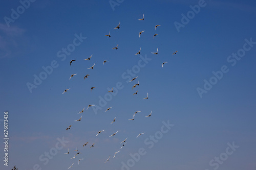 a flock of white flying pigeons flying against summer blue sky with white clouds
