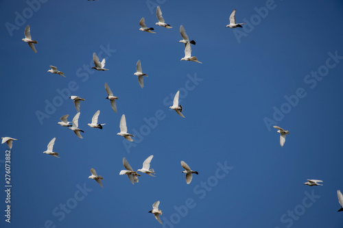 a flock of white flying pigeons flying against summer blue sky with white clouds