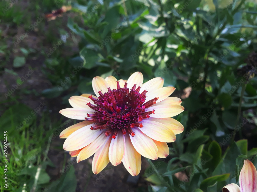 Obraz premium Yellow daisy flower