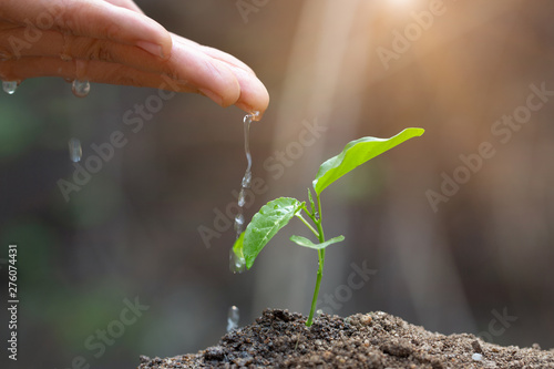 The hands are dripping water to the small seedlings, plant a tree, reduce global warming, World Environment Day