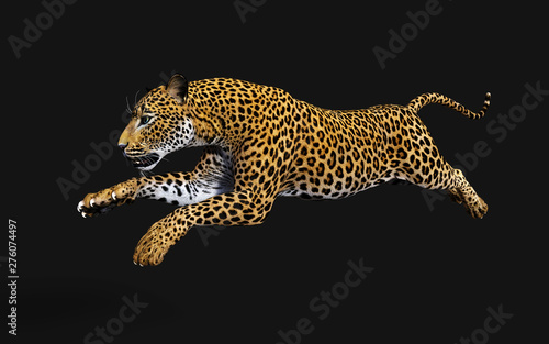 3d Illustration Leopard Isolate on Black Background with Clipping Path, Panthera Pardus