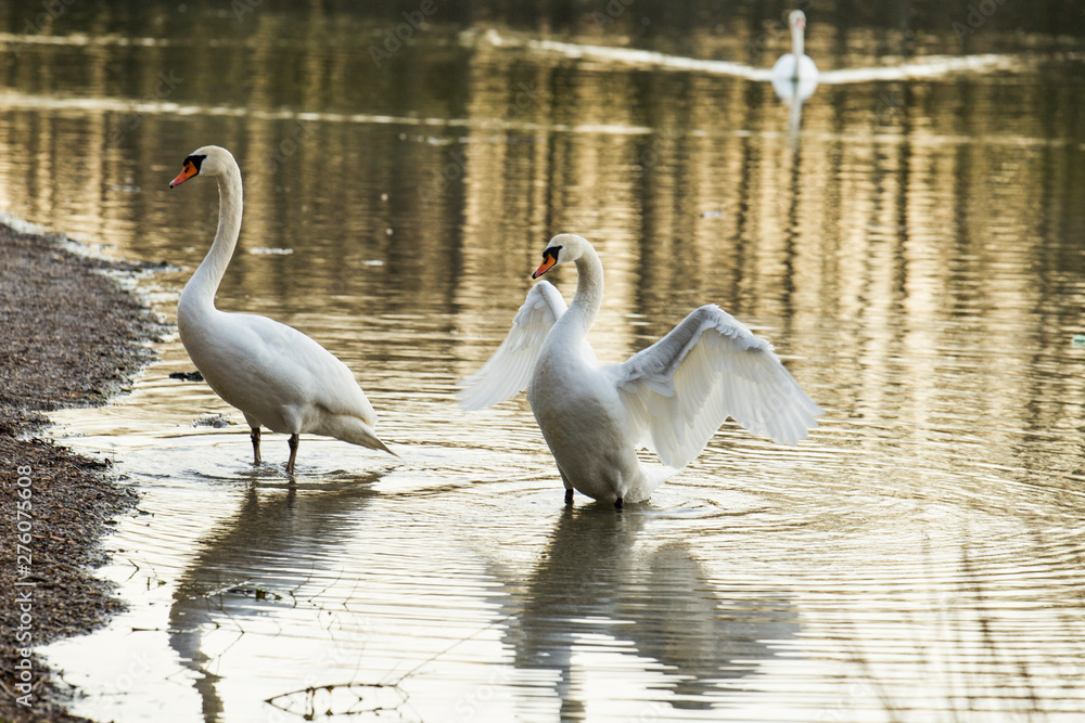 Fototapeta premium A swan is swimming on the shore of a lake