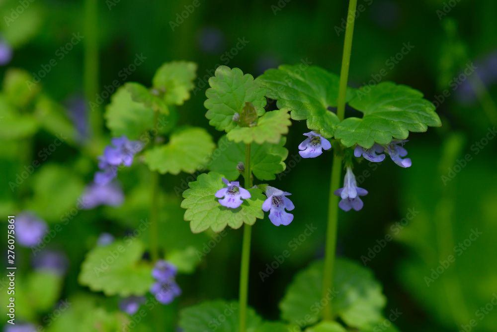 Gundermann, Gundelrebe (Glechoma hederacea) Gundermann, Gundelrebe (Glechoma hederacea)