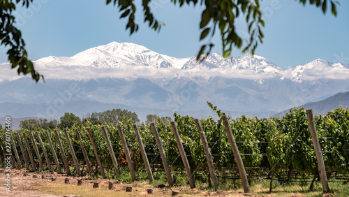 Vineyard with snow mountain photo