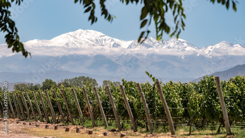Vineyard with snow mountain
