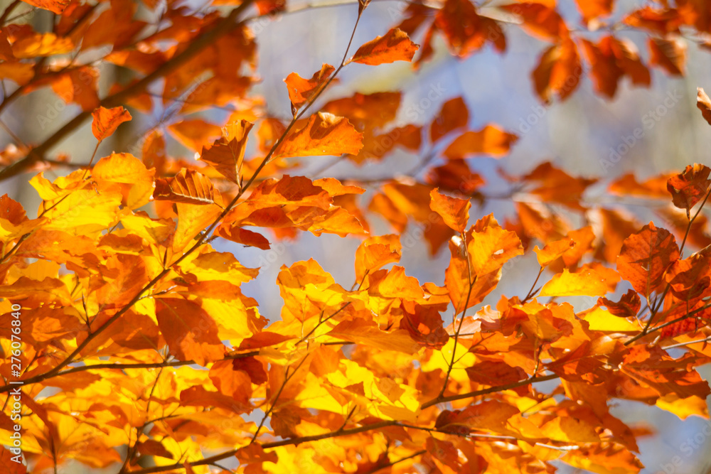 golden shining beech leaves are illuminated by the sun golden shining beech leaves are illuminated by the sun