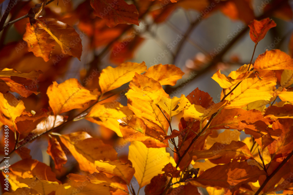 golden shining beech leaves are illuminated by the sun golden shining beech leaves are illuminated by the sun