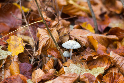 Forest mushrooms in autumn leaves