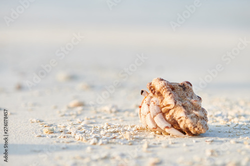 Hermit crab on a beach at Maldives