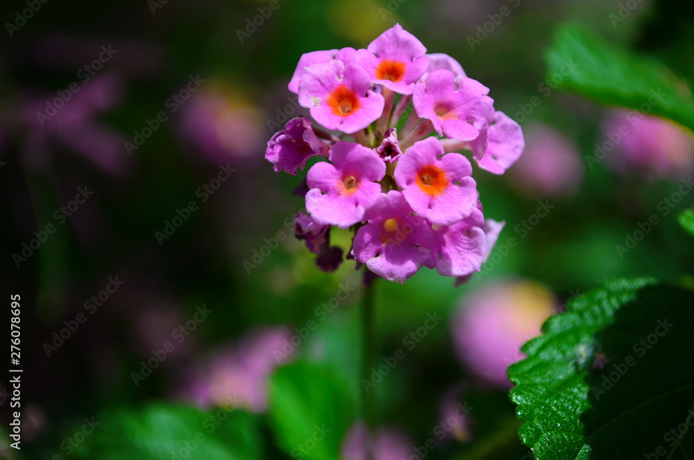 Gentle beautiful flowers of lantana on the Mediterranean coast in Turkey Gentle beautiful flowers of lantana on the Mediterranean coast in Turkey
