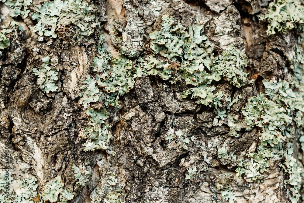 Old bark of pine tree. Natural background texture. Old bark of pine tree. Natural background texture.