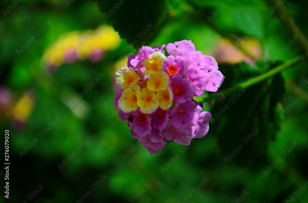 Gentle beautiful flowers of lantana on the Mediterranean coast in Turkey Gentle beautiful flowers of lantana on the Mediterranean coast in Turkey