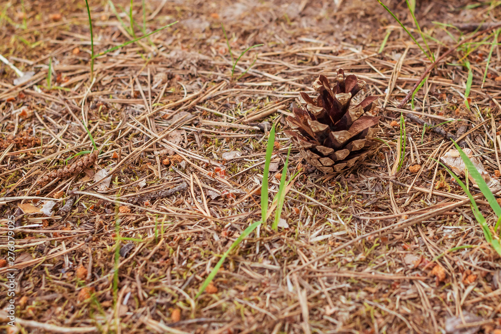 Closeup of pine cone on the ground. Natural background. Closeup of pine cone on the ground. Natural background.