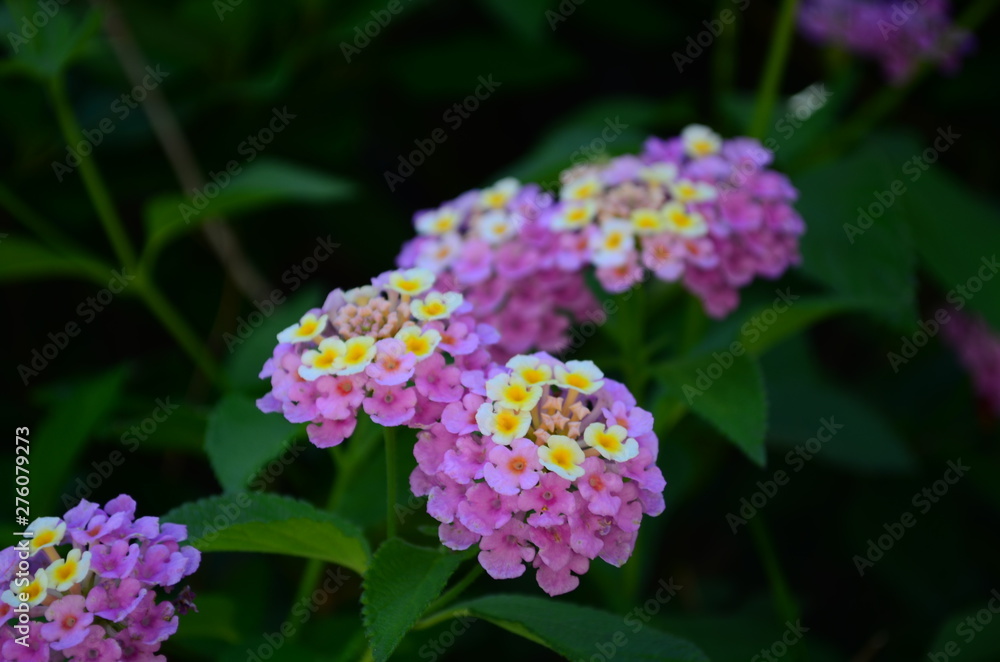 Gentle beautiful flowers of lantana on the Mediterranean coast in Turkey Gentle beautiful flowers of lantana on the Mediterranean coast in Turkey