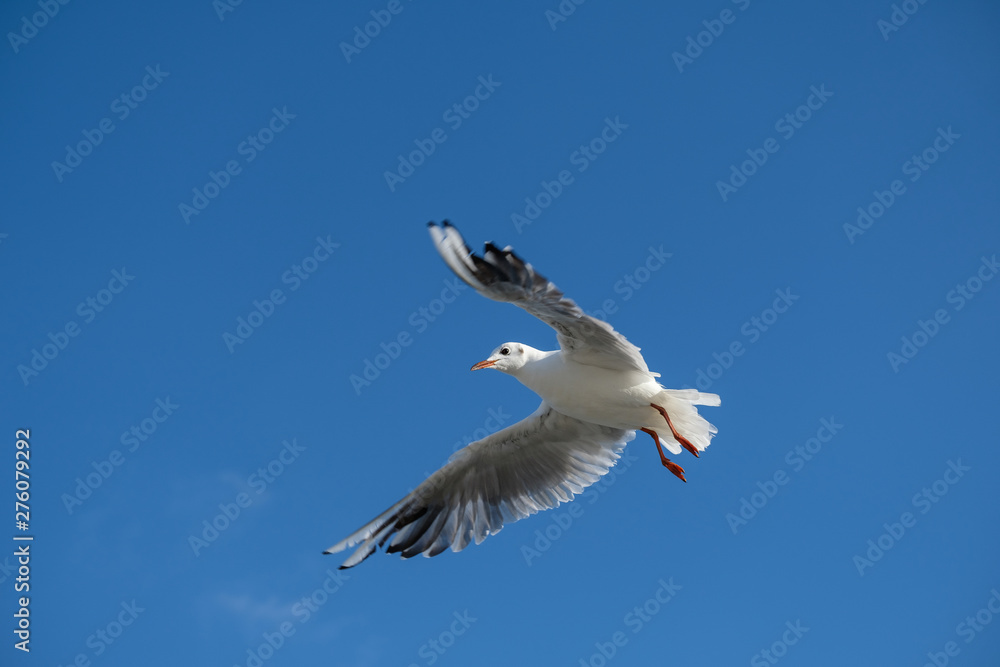 Fototapeta premium Fliegende Lachmöwe (lat. Chroicocephalus ridibundus) 