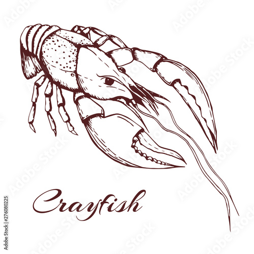 Hand drawn vector vintage illustration of crayfish on white background. engraved crawfish graphic. ink sketch of seafood. Outline crayfish. black and white vintage illustration of lobster.