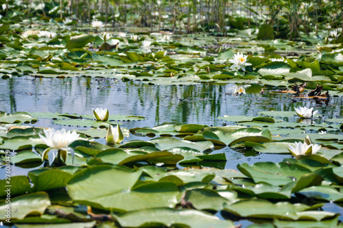 lotus on the water of a river