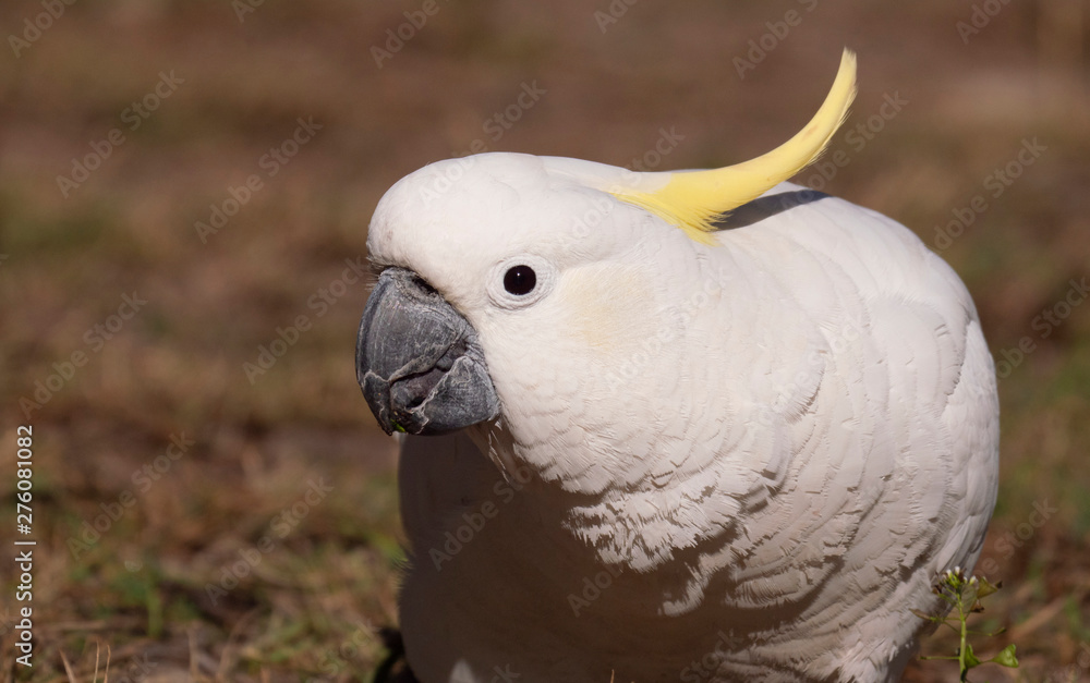 Sulphur Crested Cockatoo feeding on grass seeds Sulphur Crested Cockatoo feeding on grass seeds