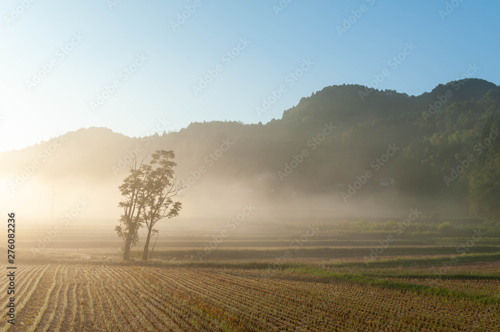 収穫を終えた田園に発生した霧