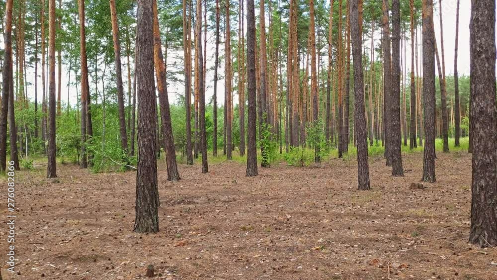 flying camera forest view and look up to sky flying camera forest view and look up to sky