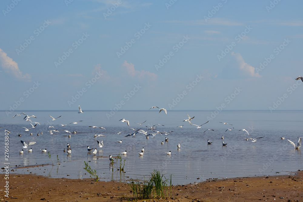 Summer landscape with a lake with a sandy shore and blue cloudy sky and white gulls soaring from the water.Lake Ilmen Novgorod region