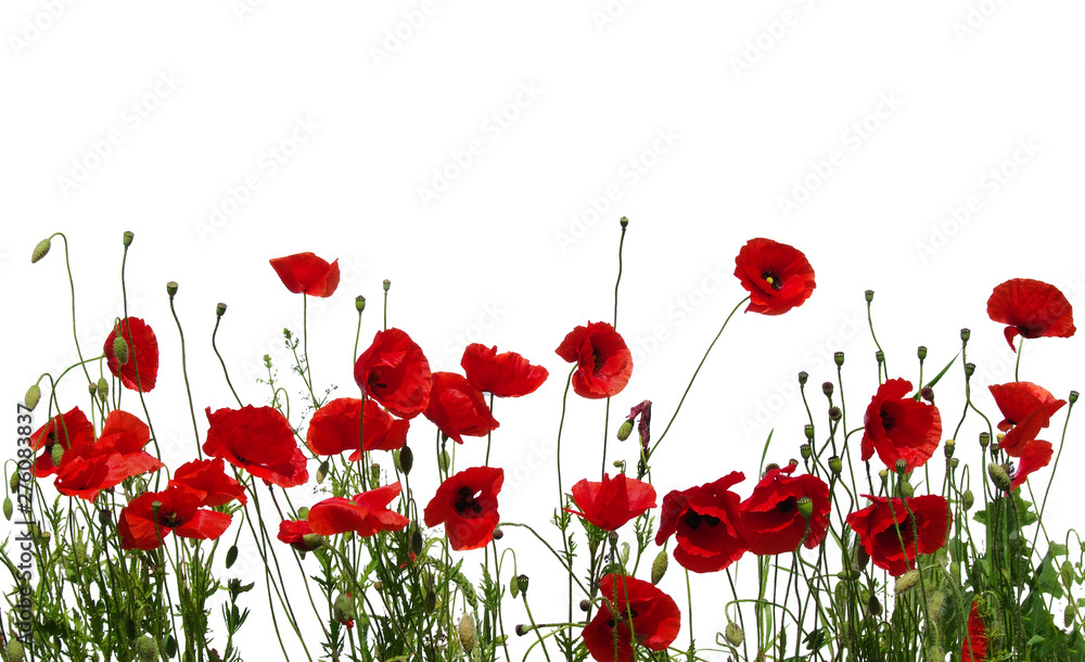 Obraz premium czerwone maki na białym tle