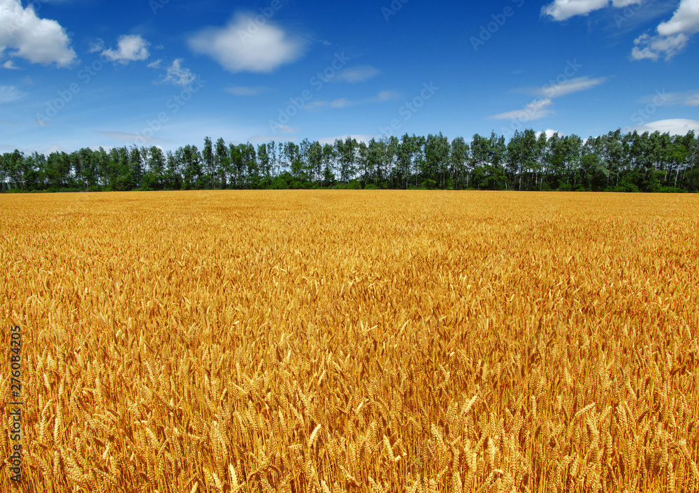 Wheat field and sun Wheat field and sun