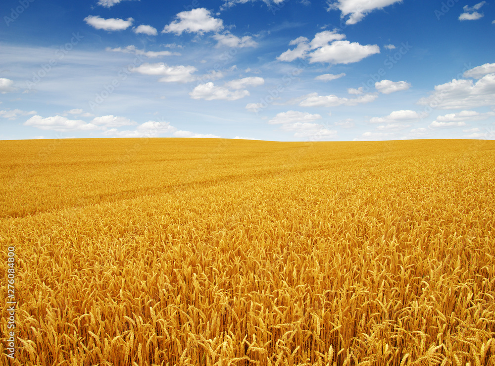 Naklejka premium Golden wheat field