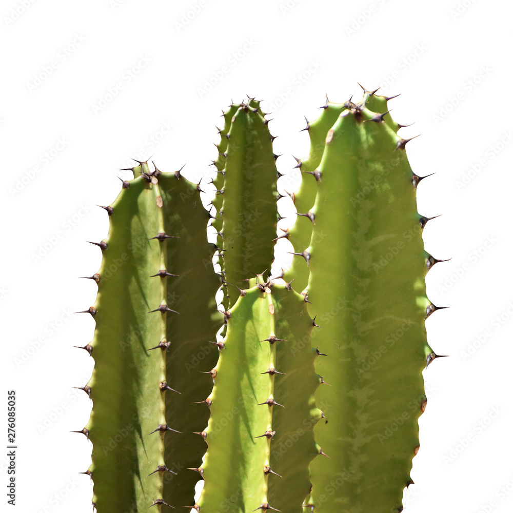 Cactus silhouette in the white background Cactus silhouette in the white background