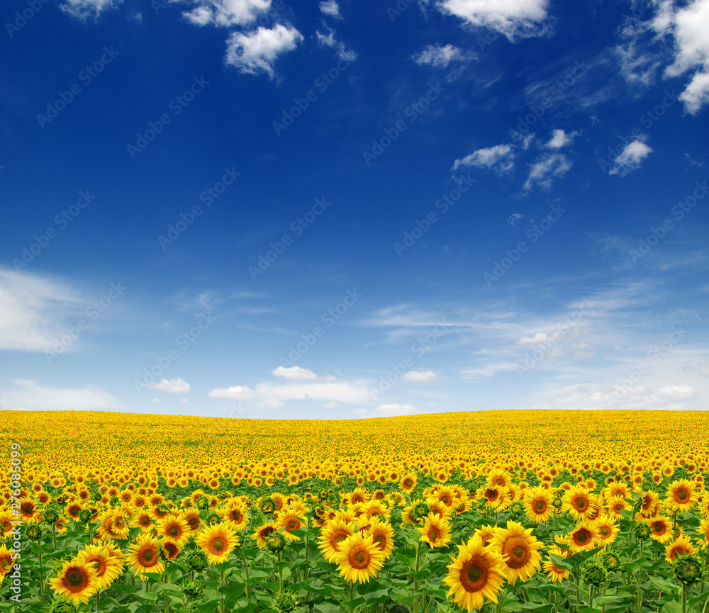 Fototapeta premium Sunflowers field on sky