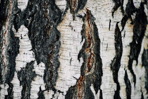 Fototapeta White nature background of birch bark close-up