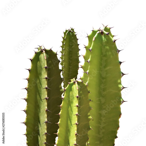 Cactus silhouette in the white background