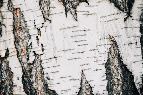 White nature background of birch bark close-up. Plane of birch trunk surface. Tree textured backdrop. Detailed natural texture of birch tree stem. Abstract mock-up. Background with copy space.