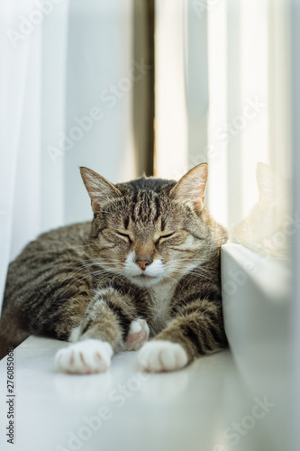 Fototapeta Naklejka Na Ścianę i Meble -  cat sleeps on window