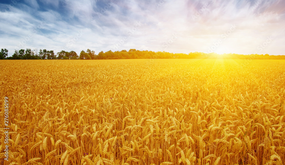 Golden wheat field with blue sky - obrazy, fototapety, plakaty 