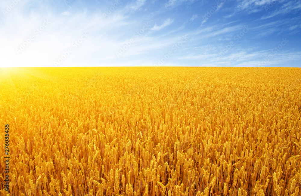 Naklejka premium Wheat field and sun